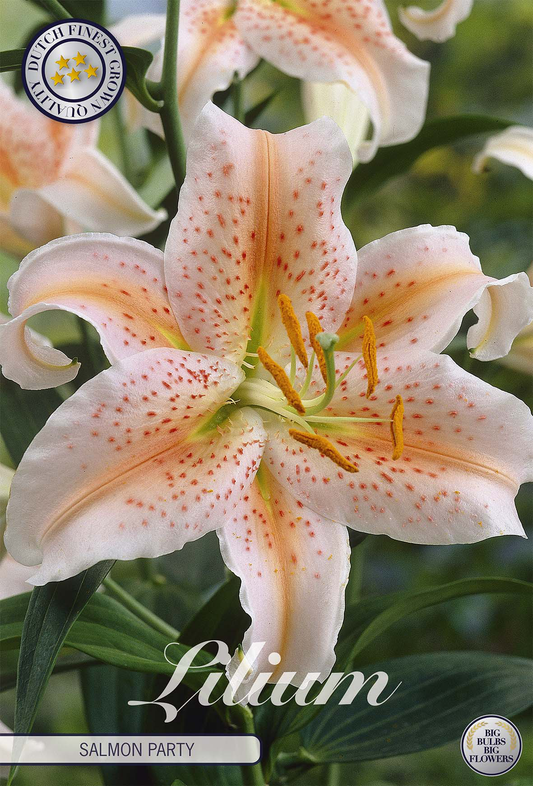 Lilium Salmon Party