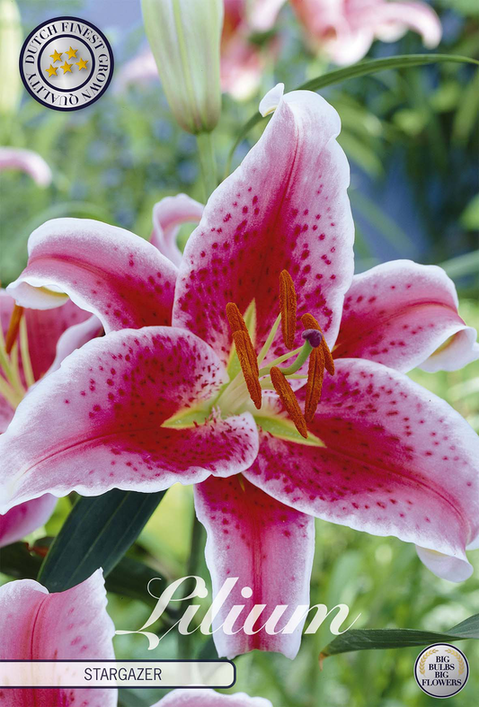Lilium Stargazer