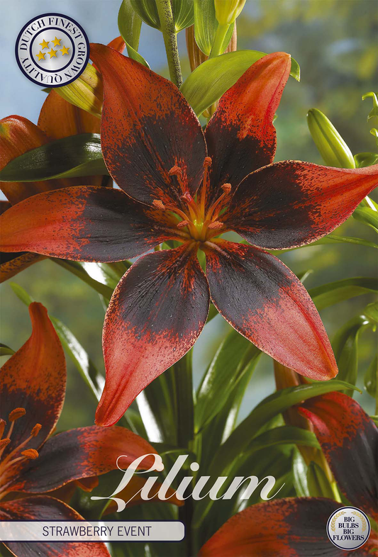 Lilium Strawberry Event