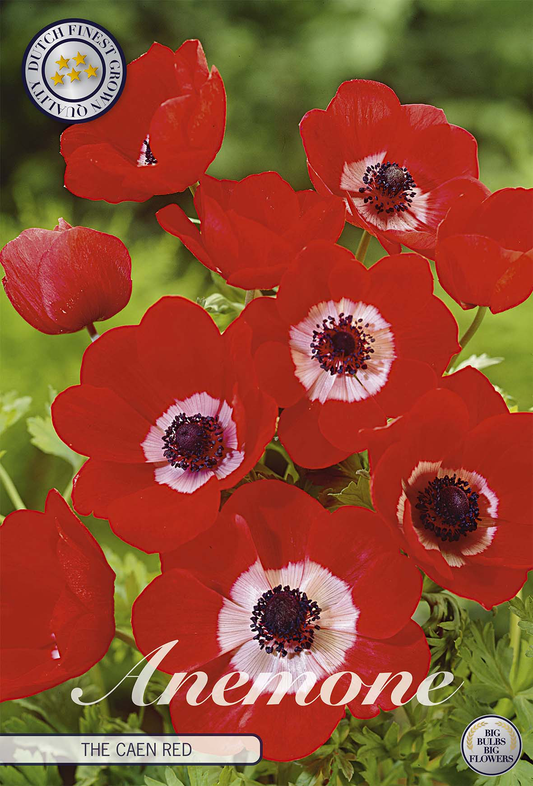 Anemoon Coronaria De Caen Rood