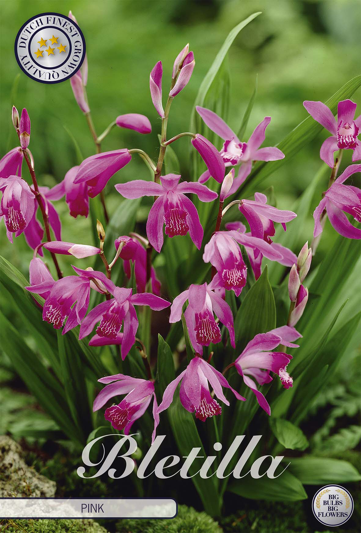 Bletilla Roze