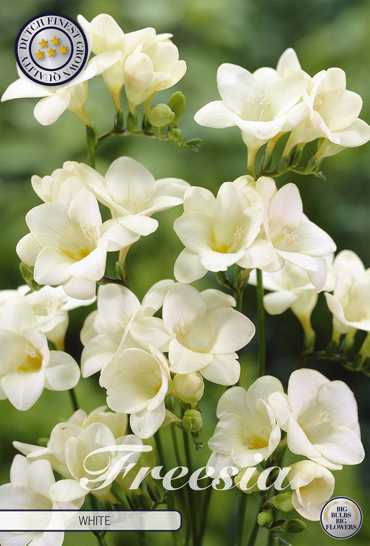 Freesia White