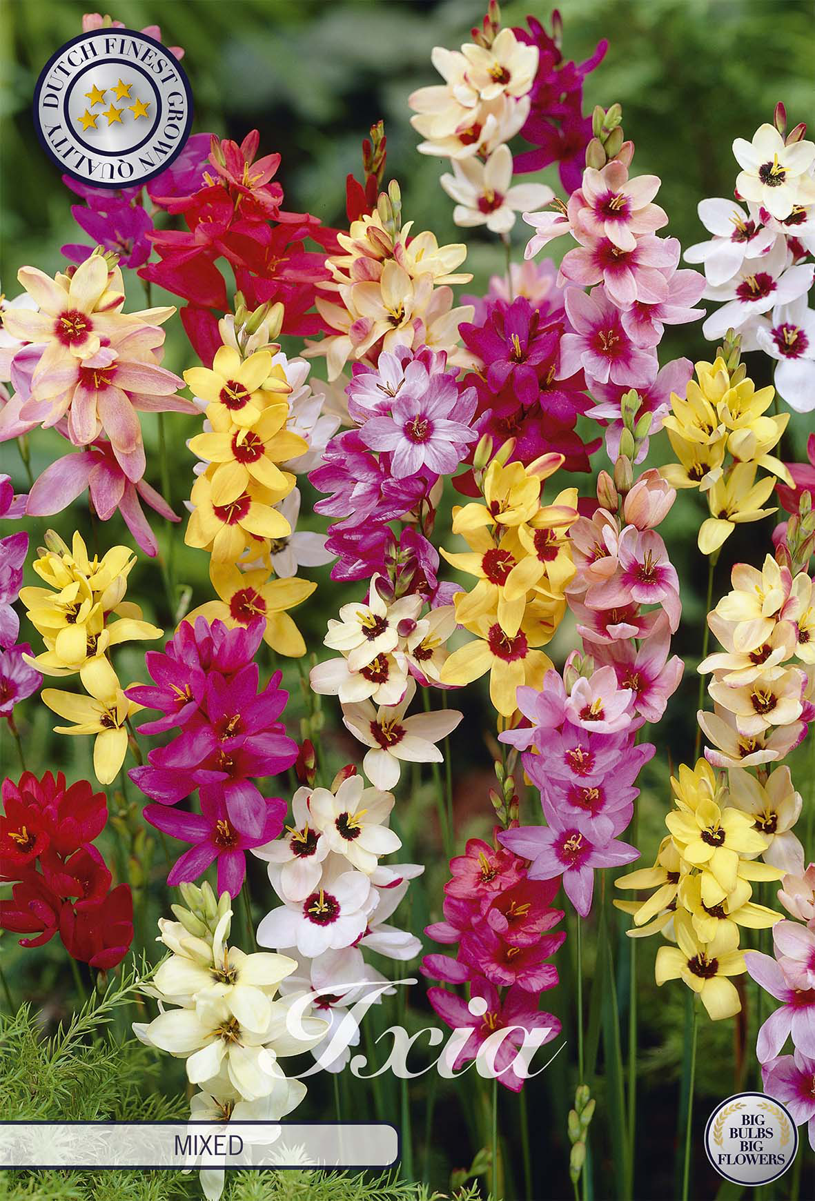 Ixia Gemengd