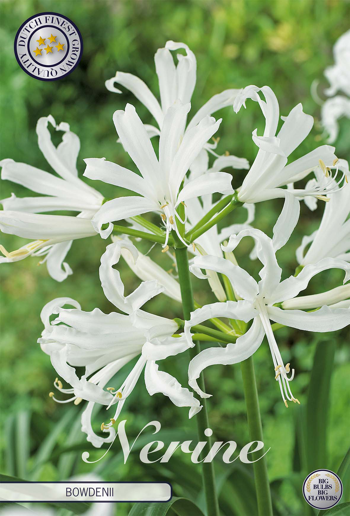 Nerine Bowdenii