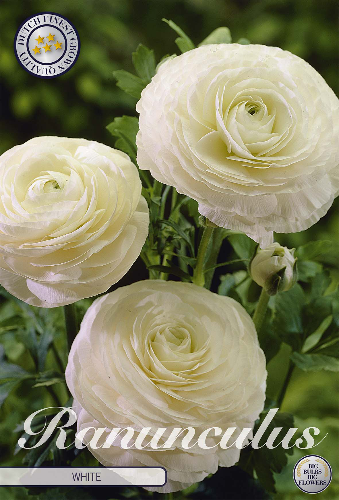 Ranunculus White