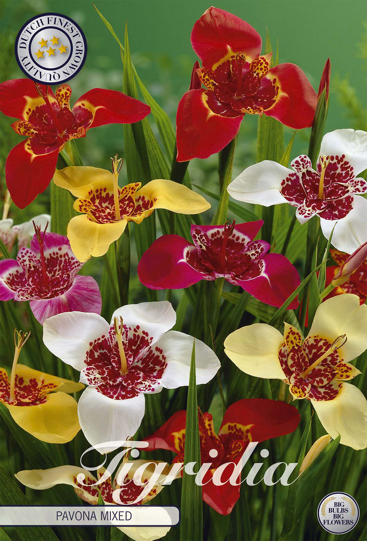 Tigridia Pavona Gemengd