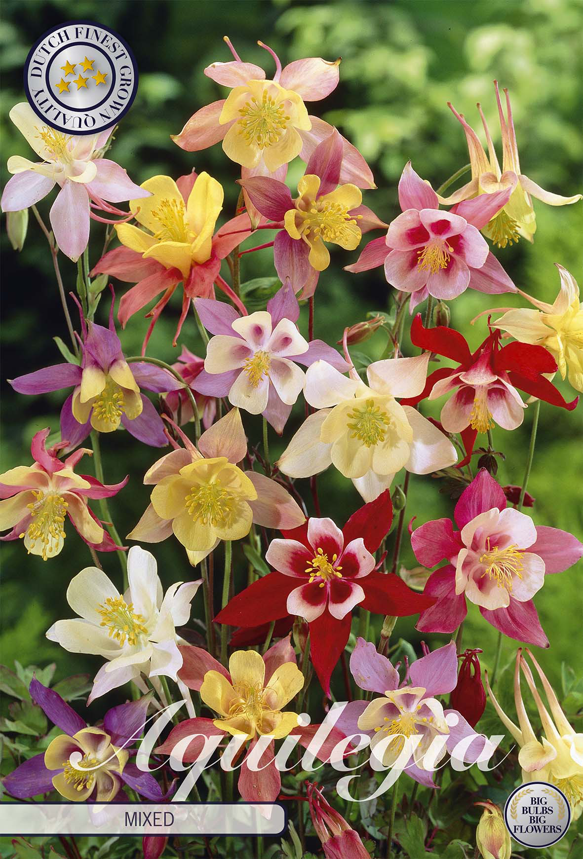 Aquilegia Gemengd