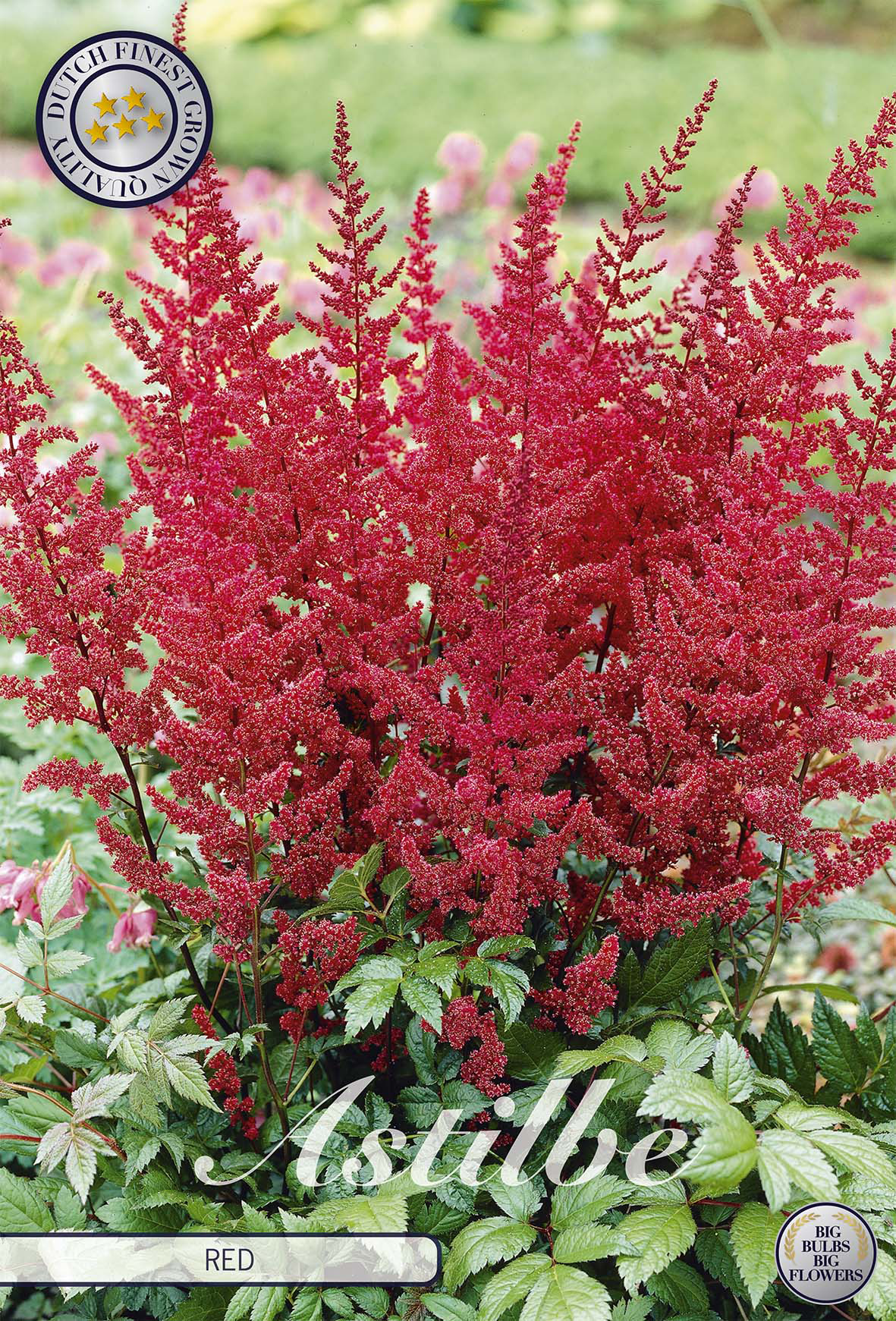 Astilbe Rood