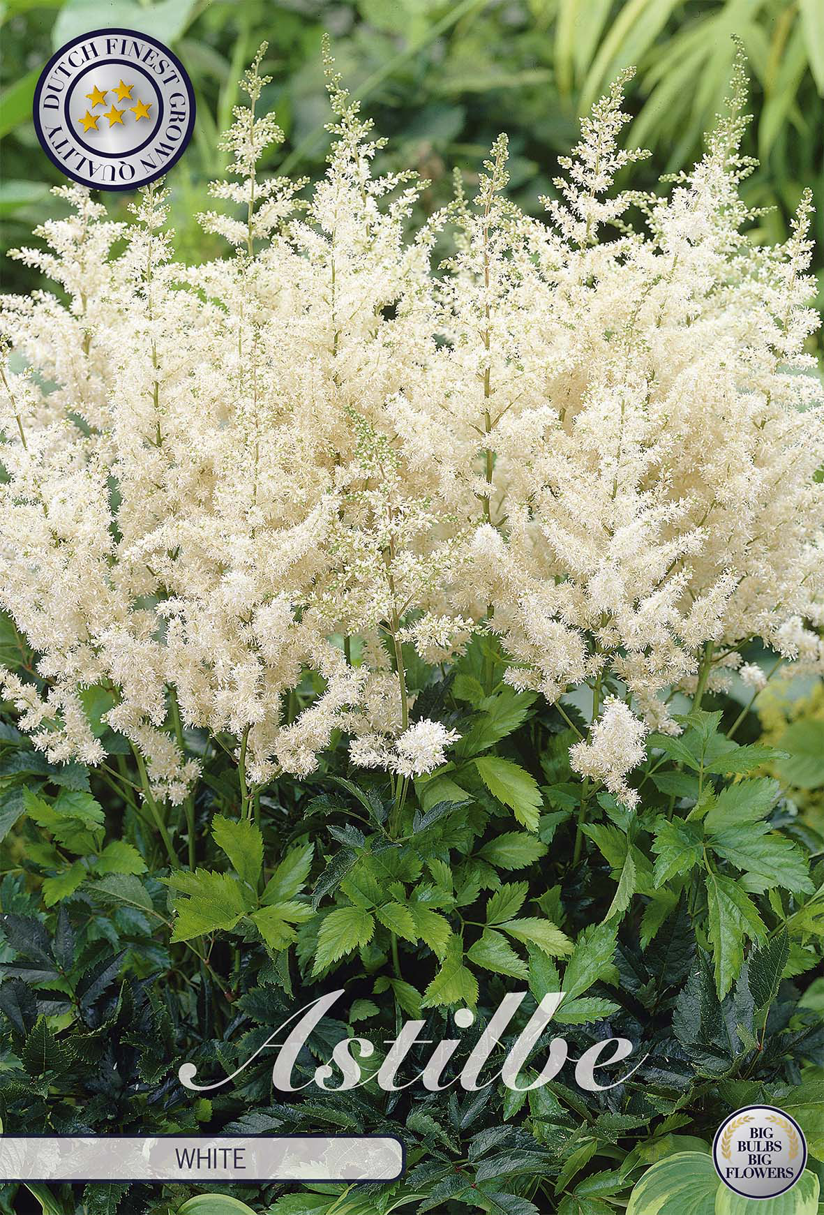 Astilbe Wit