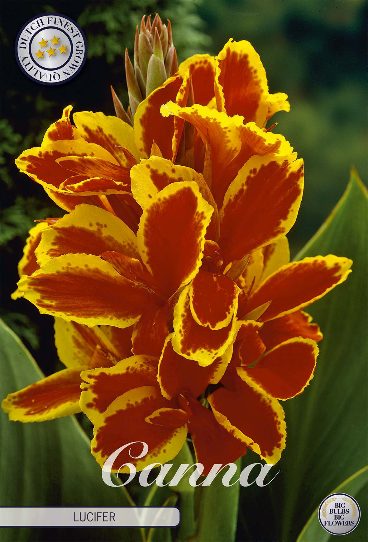 Canna Lucifer