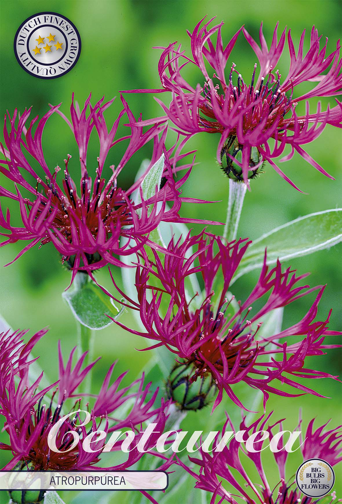 Centaurea Atropurpurea