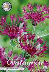 Centaurea Atropurpurea
