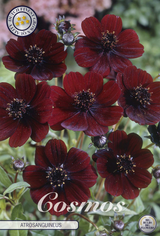 Cosmos Atrosanguineus