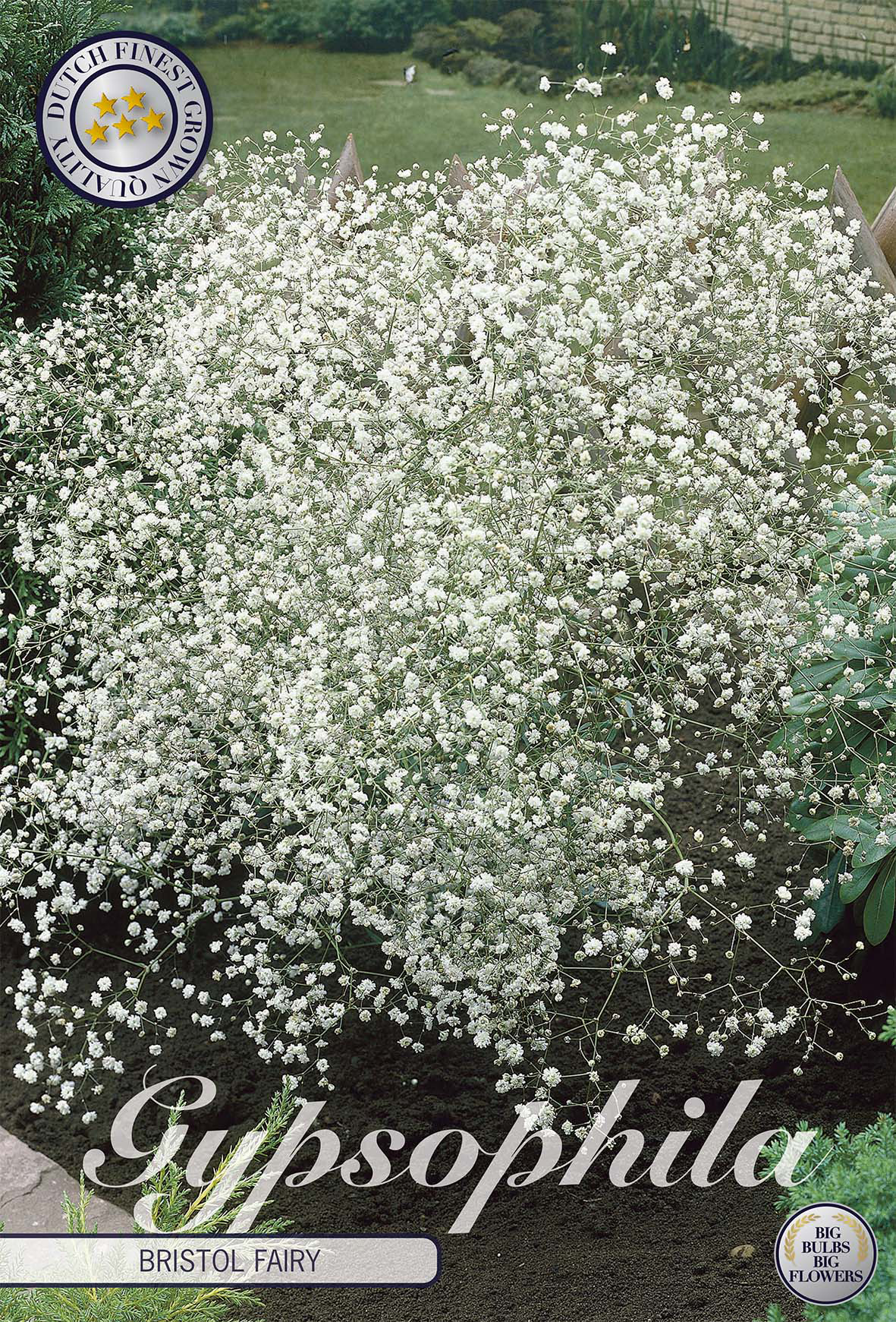 Gypsophila B Fairy