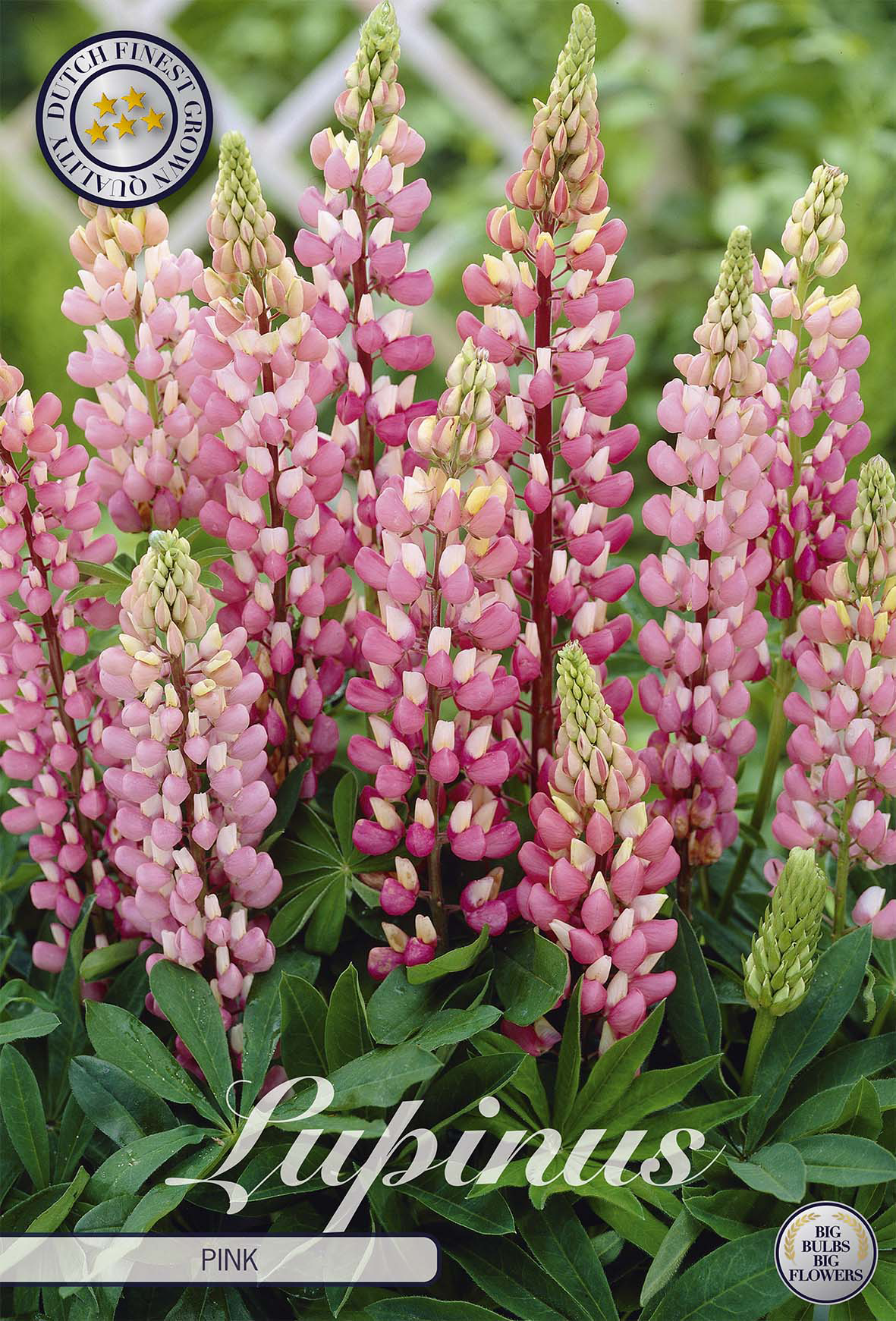 Roze Lupinus