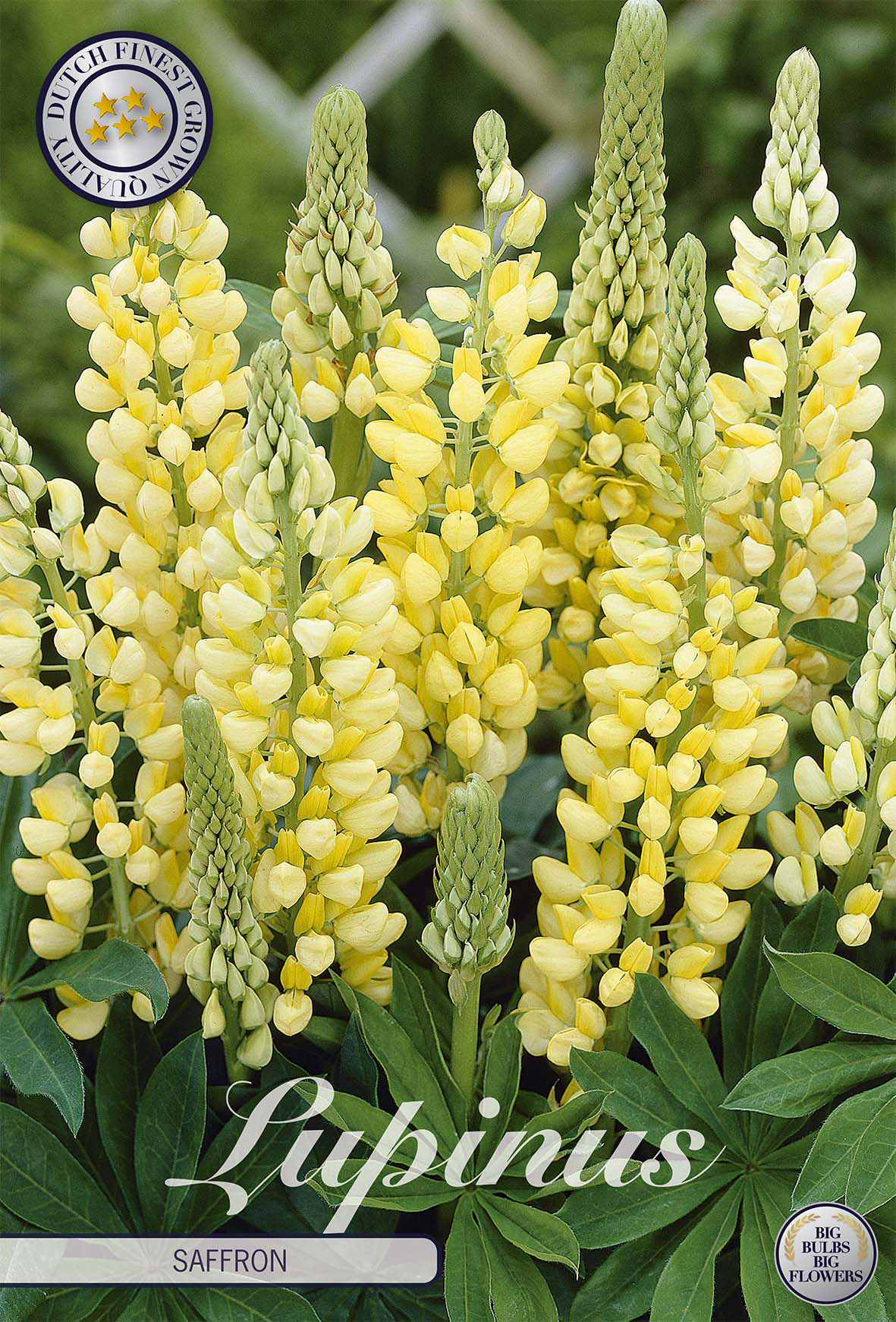 Lupinus saffraan