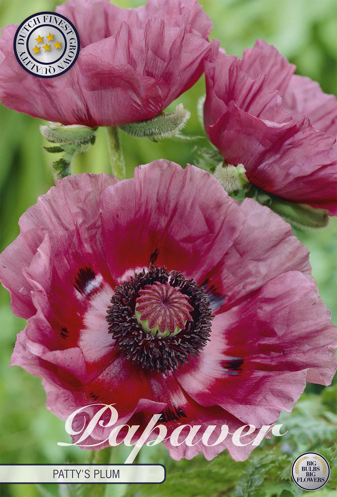 Papaver Pattys Plum
