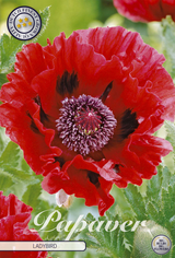Papaver Ladybird
