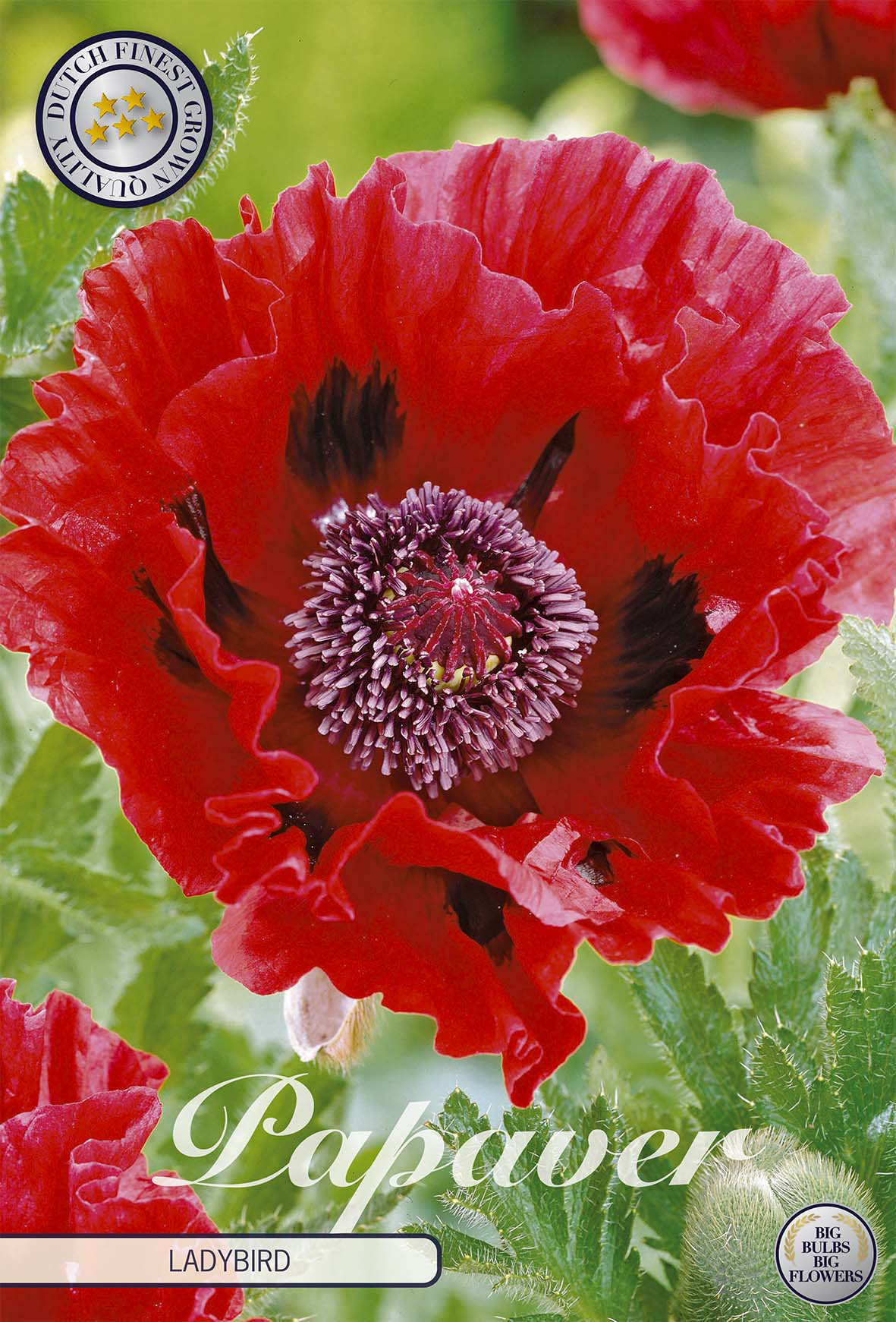 Papaver Ladybird