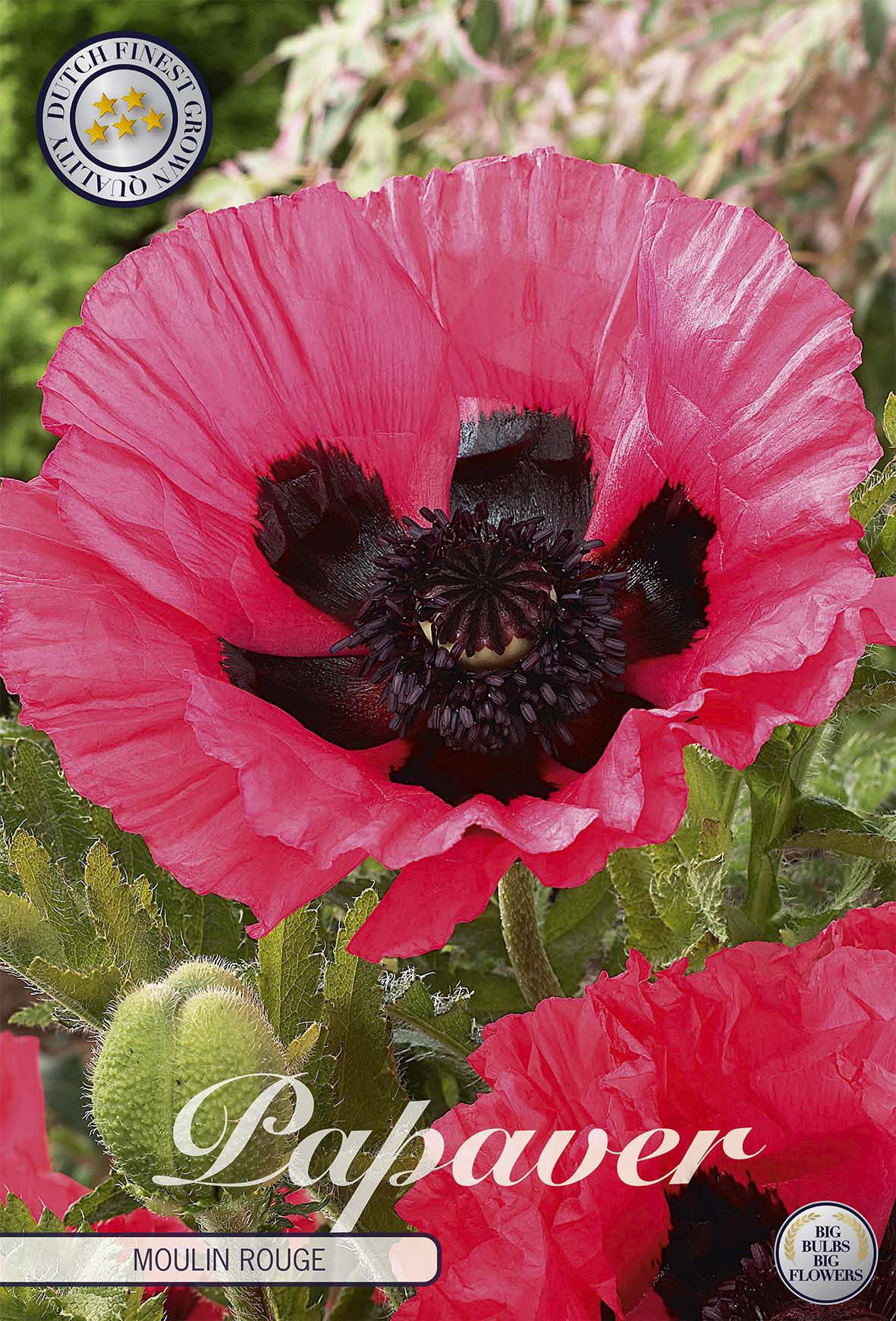 Papaver Moulin Rouge