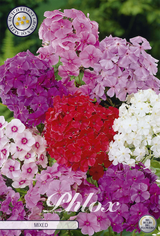 Phlox gemengd