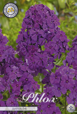 Phlox Dusterlohe