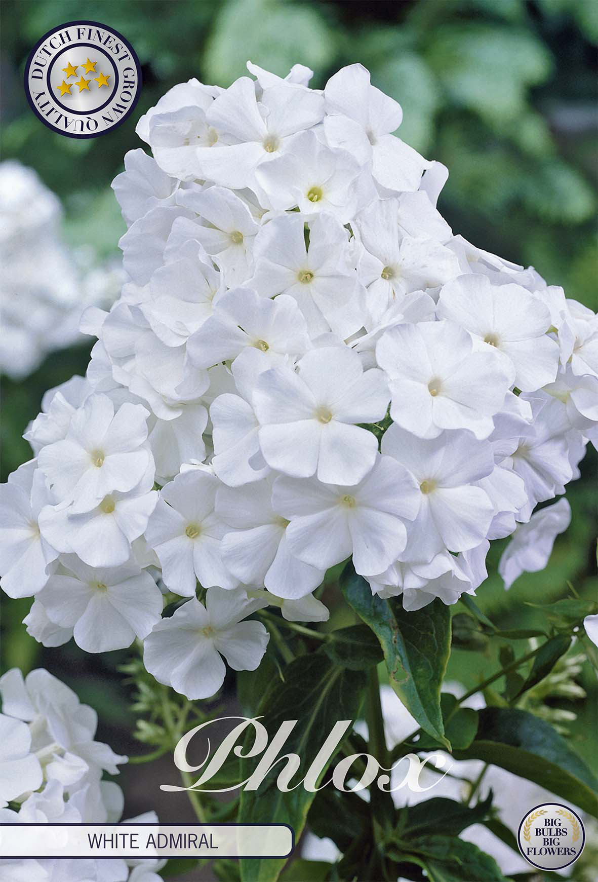 Phlox White Admiral