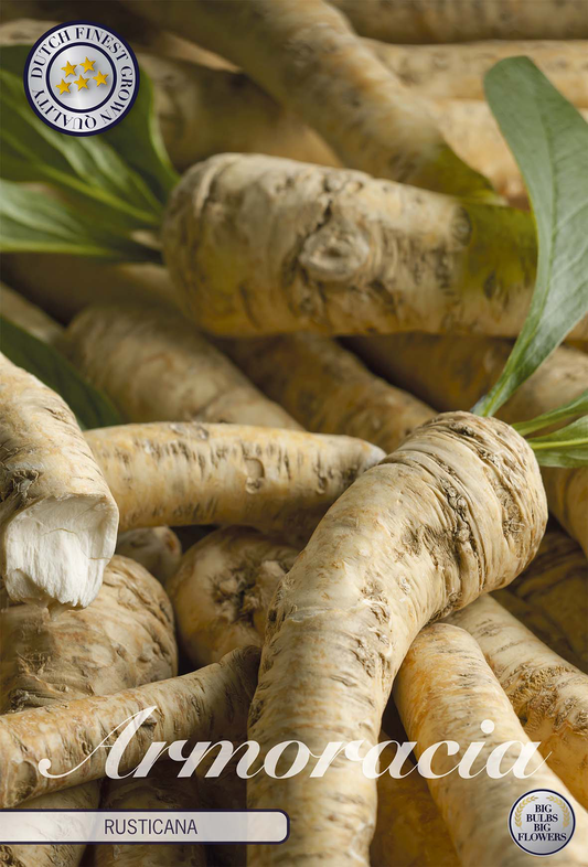 Armoracia Rusticana