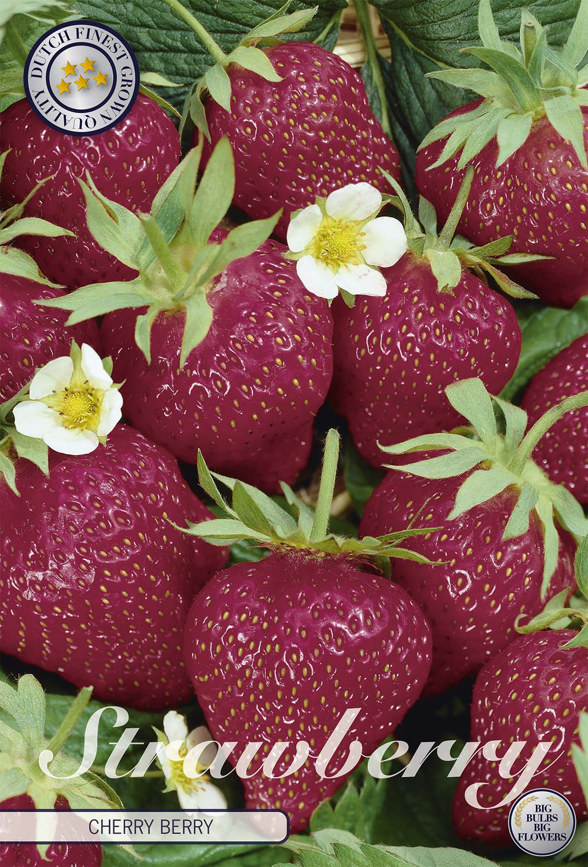 Strawberry Cherry Berry