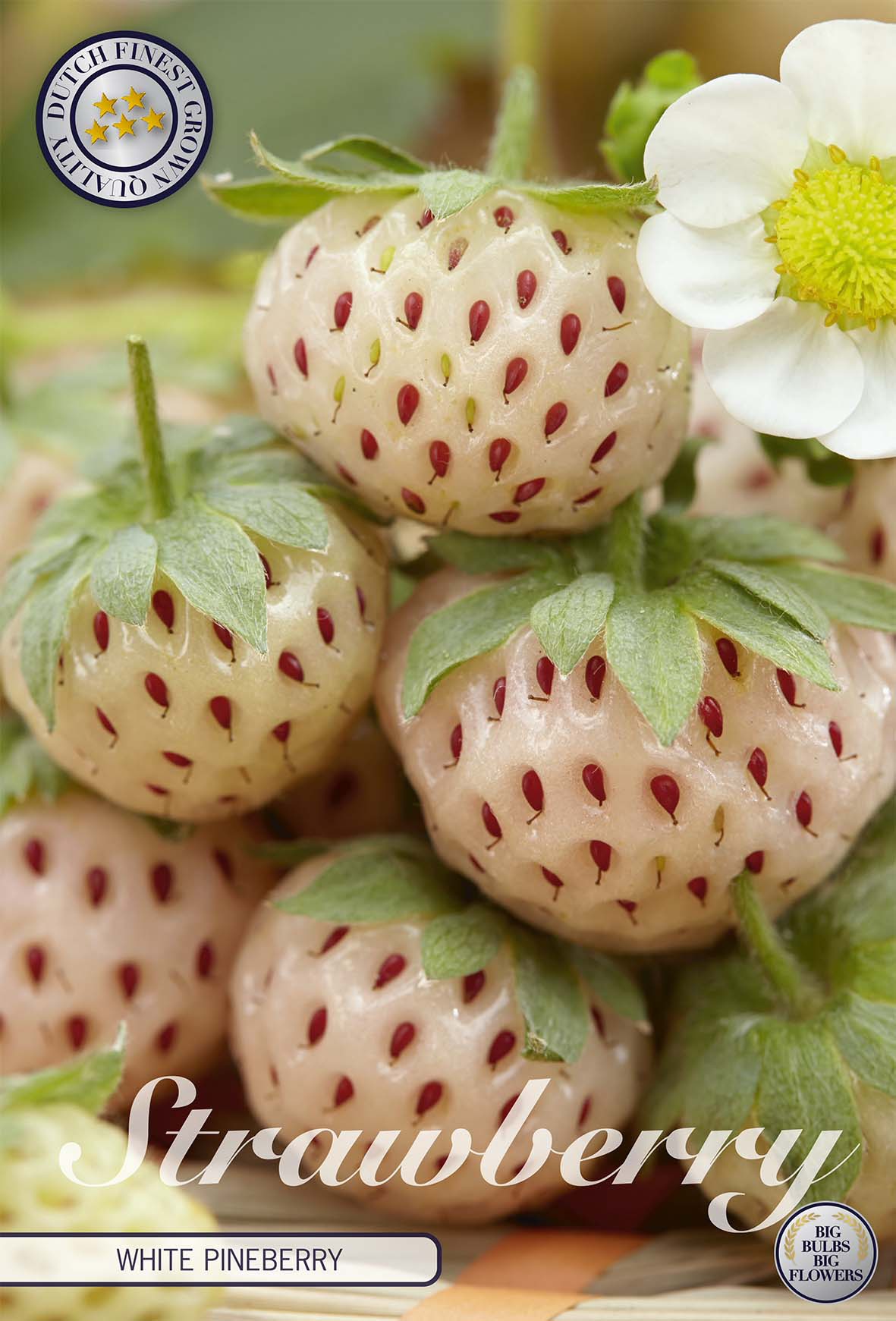 Strawberry White Pineberry