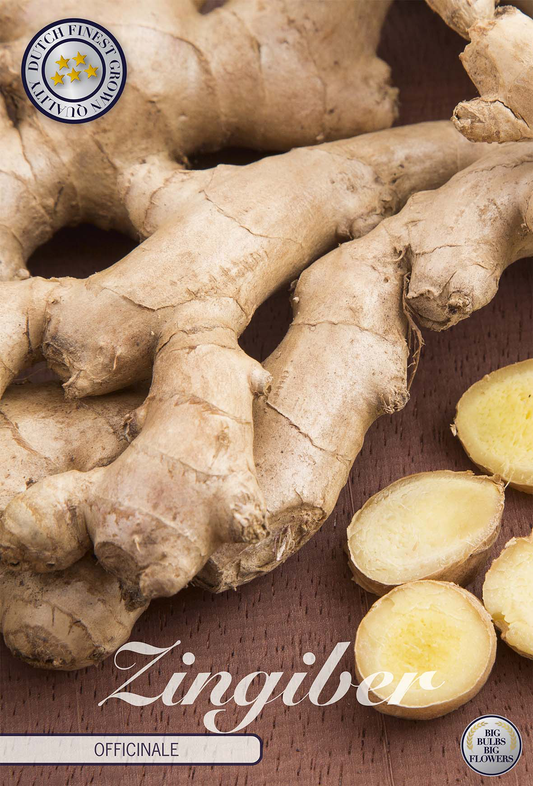 Zingiber Officinale