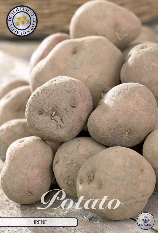 Potato Irene