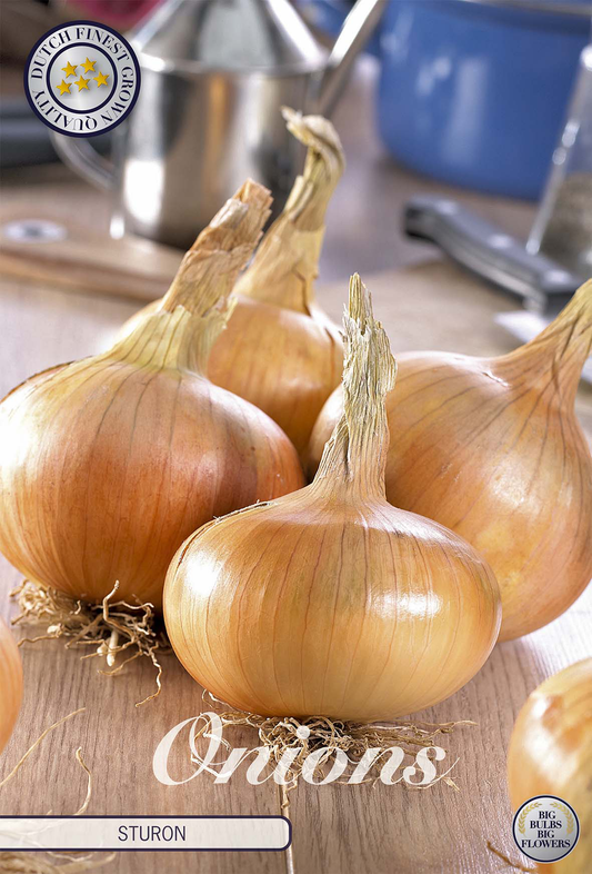 Onion Sturon