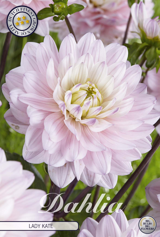 Dahlia Lady Kate