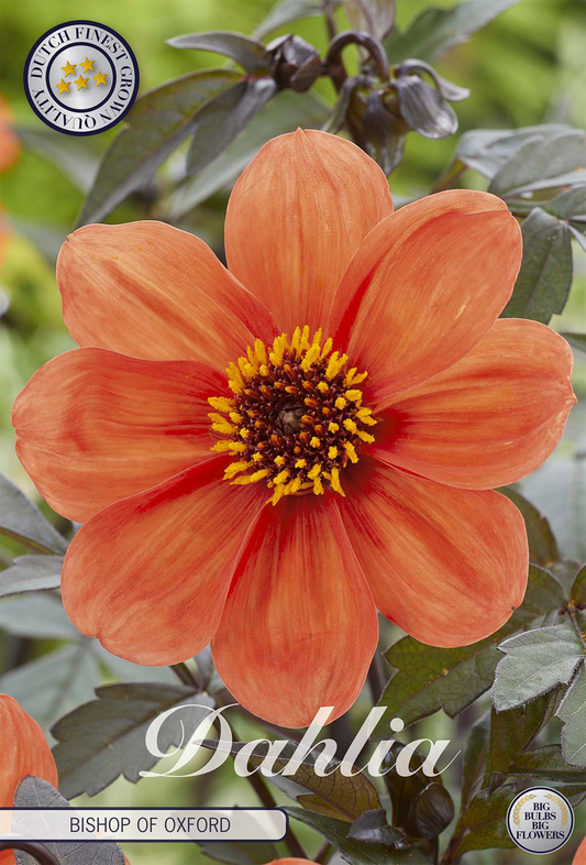Dahlia Bischop of Oxford