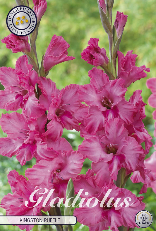 Gladiolus Kingston Ruffle