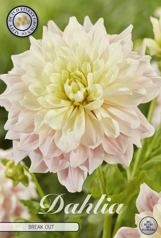 Dahlia Break Out