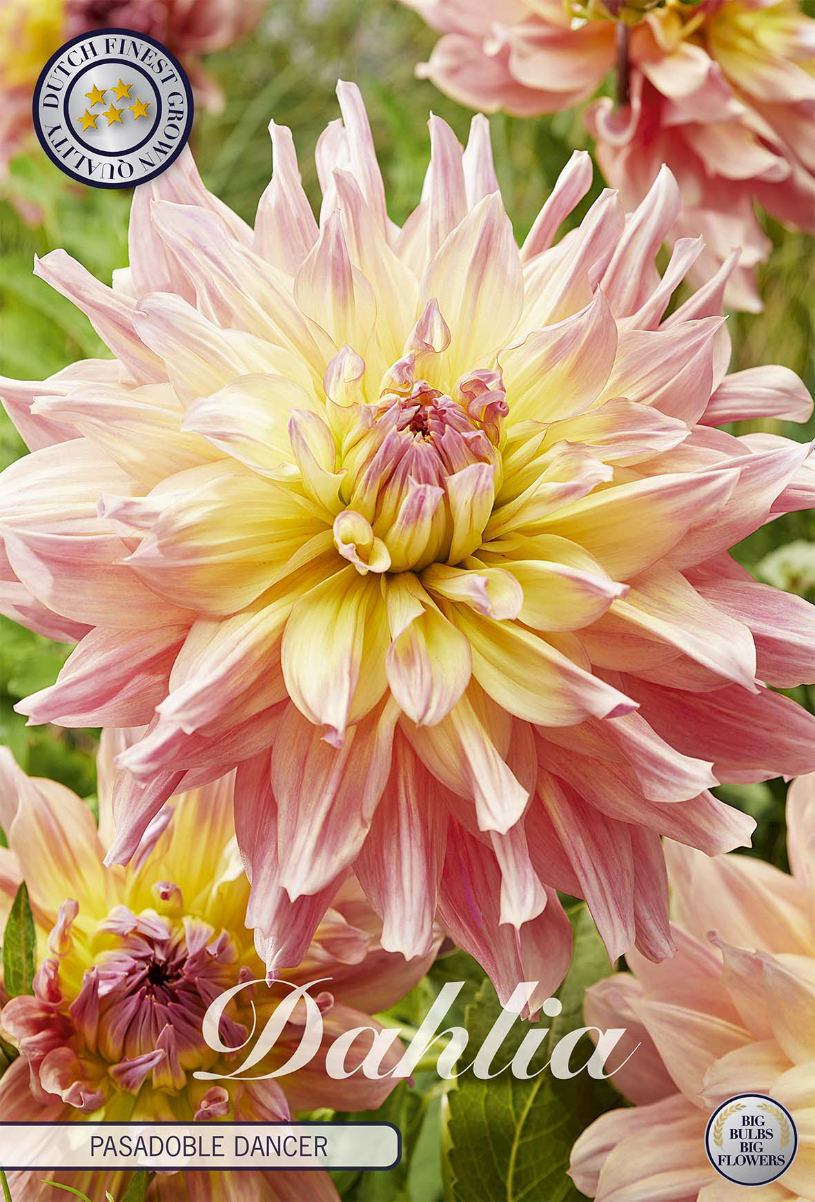 Dahlia Pasadoble Dancer