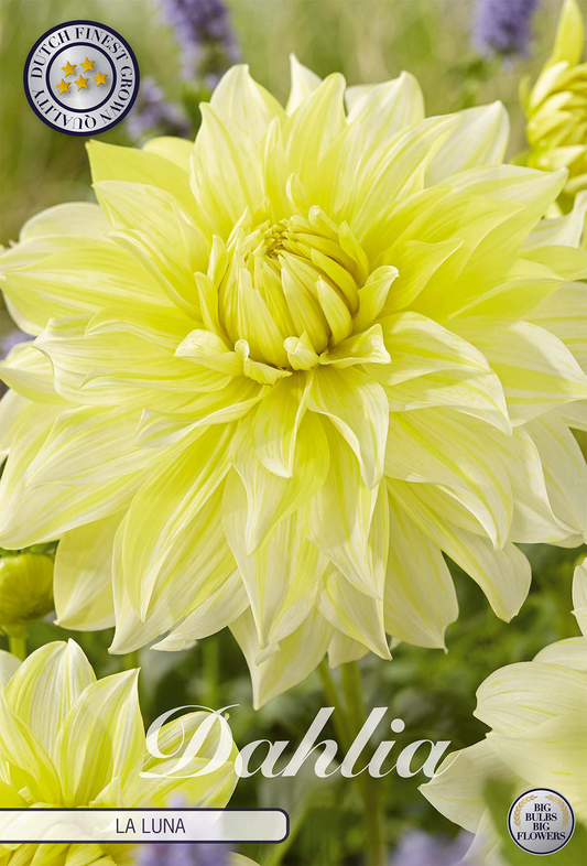 Dahlia La Luna