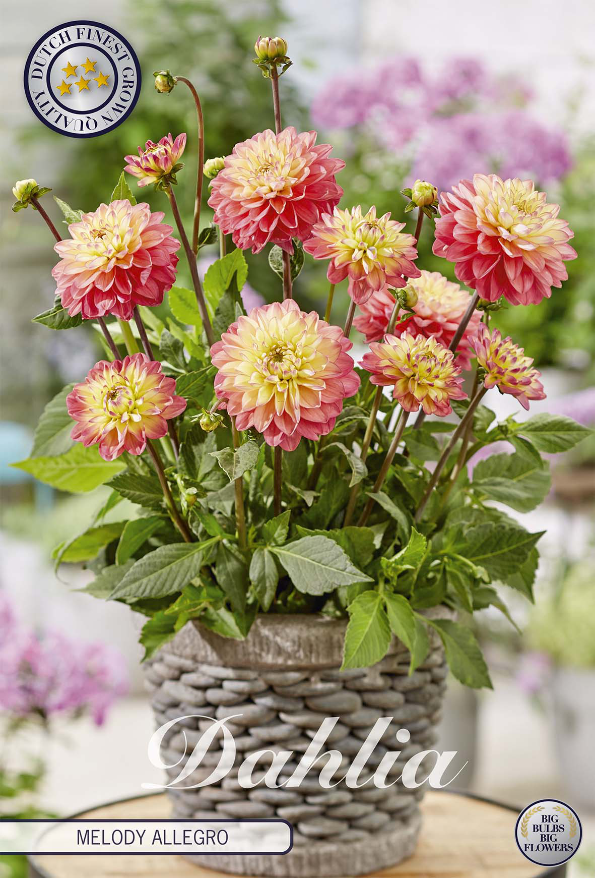 Dahlia Melody Allegro