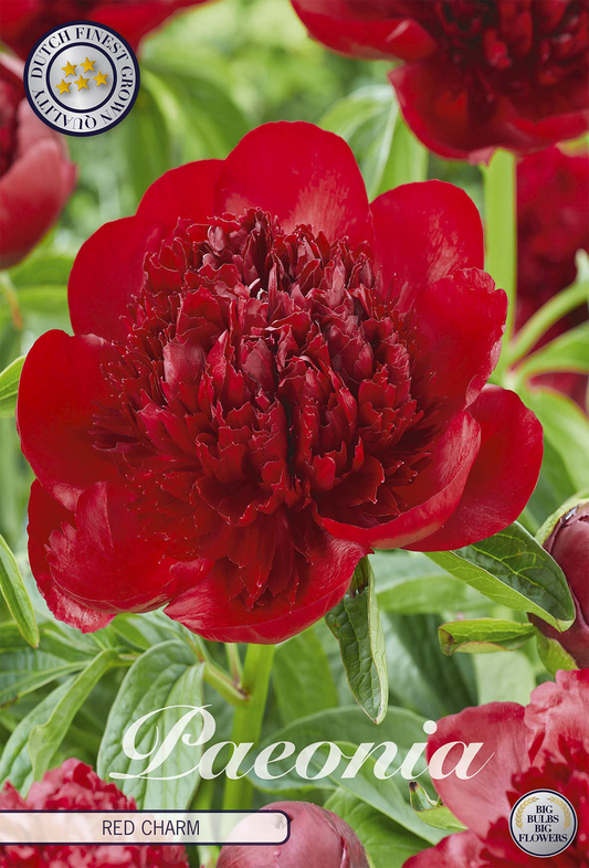Paeonia Red Charm