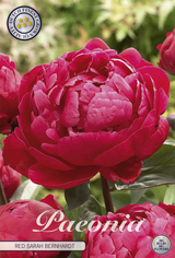 Paeonia Red Sarah Bernhardt