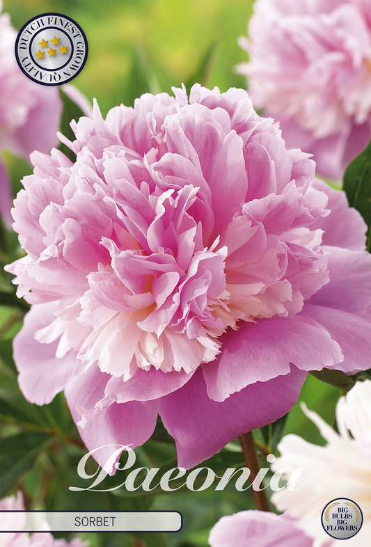 Paeonia Sorbet