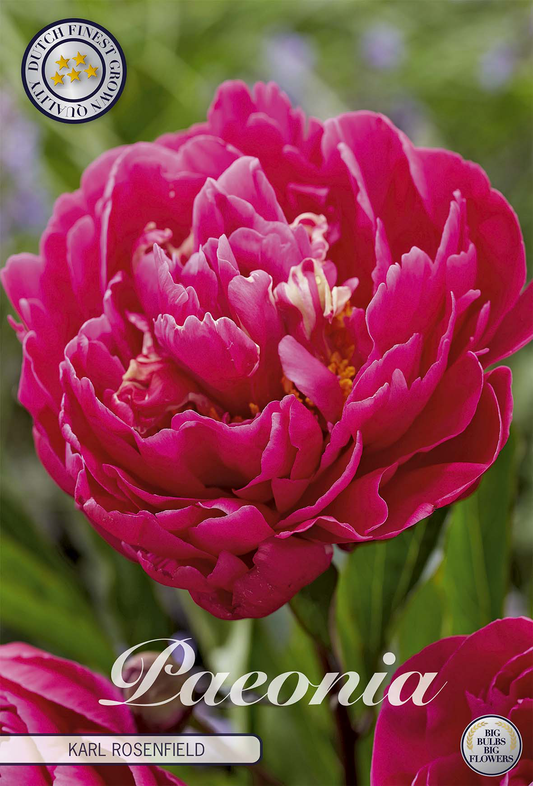 Paeonia Karl Rosenfield