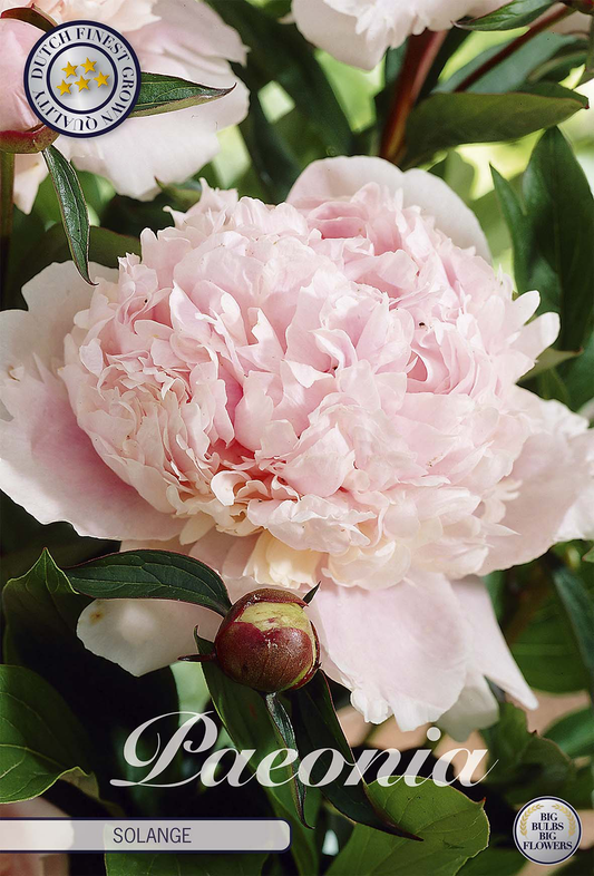 Paeonia Solange