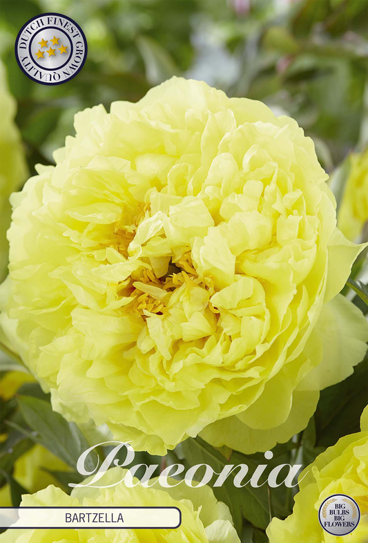 Paeonia Bartzella