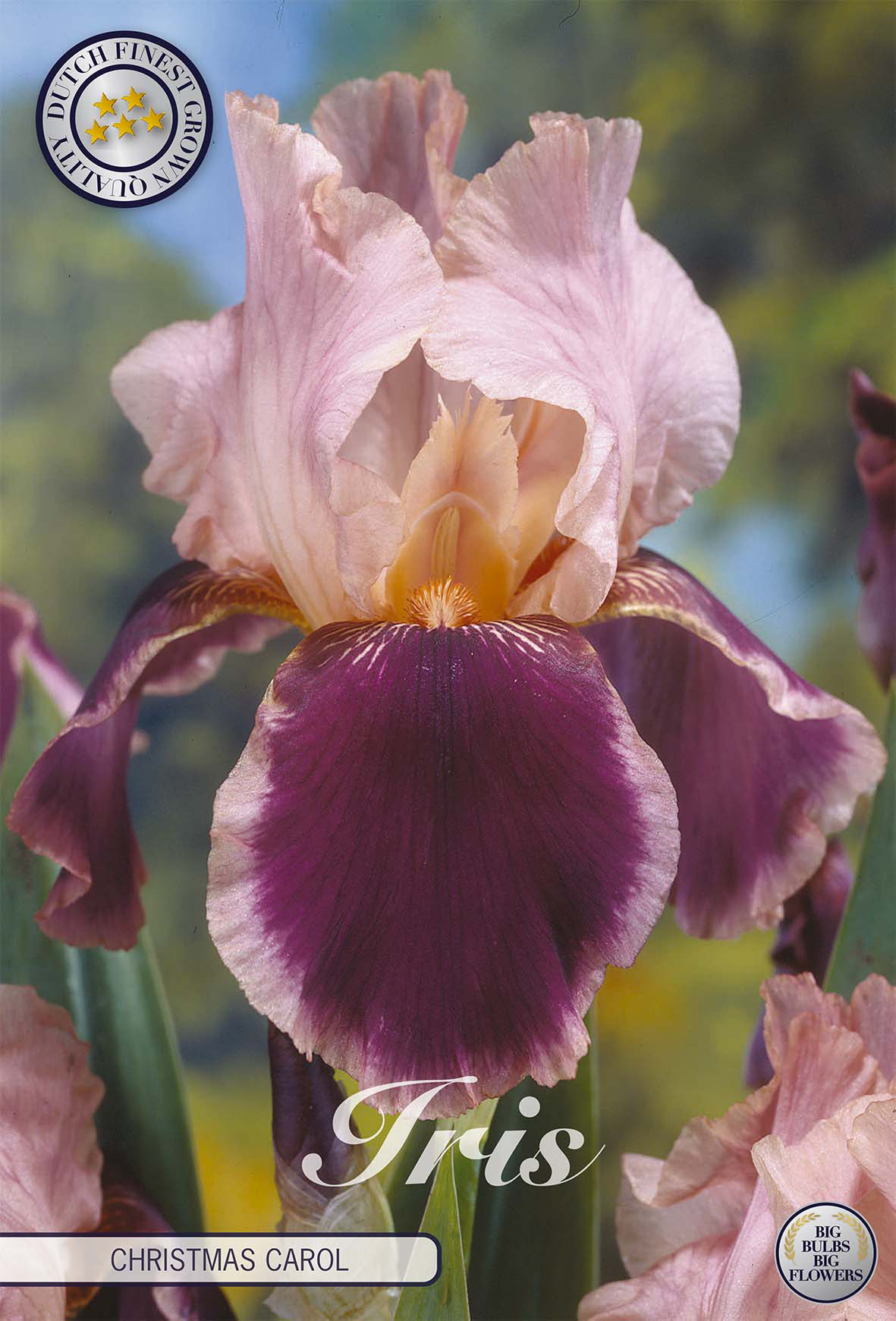 Iris Germanica Christmas Carol