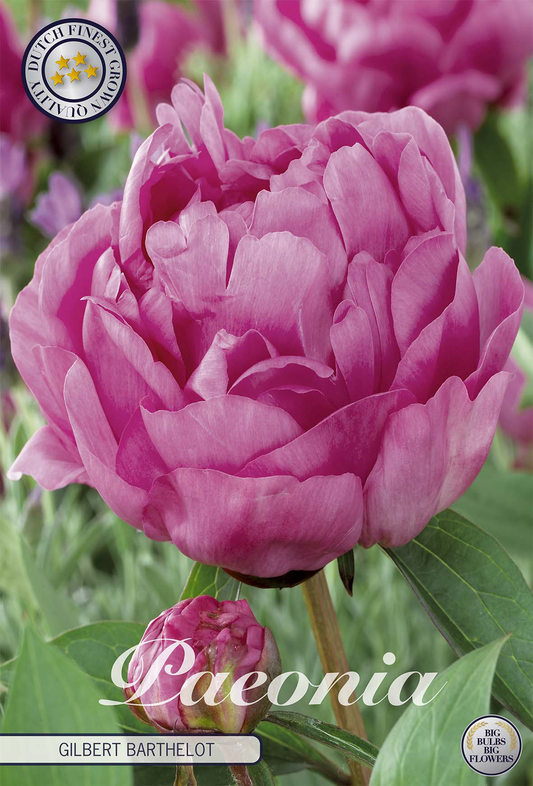 Paeonia Gilbert Barthelot