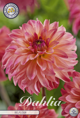 Dahlia Belfloor