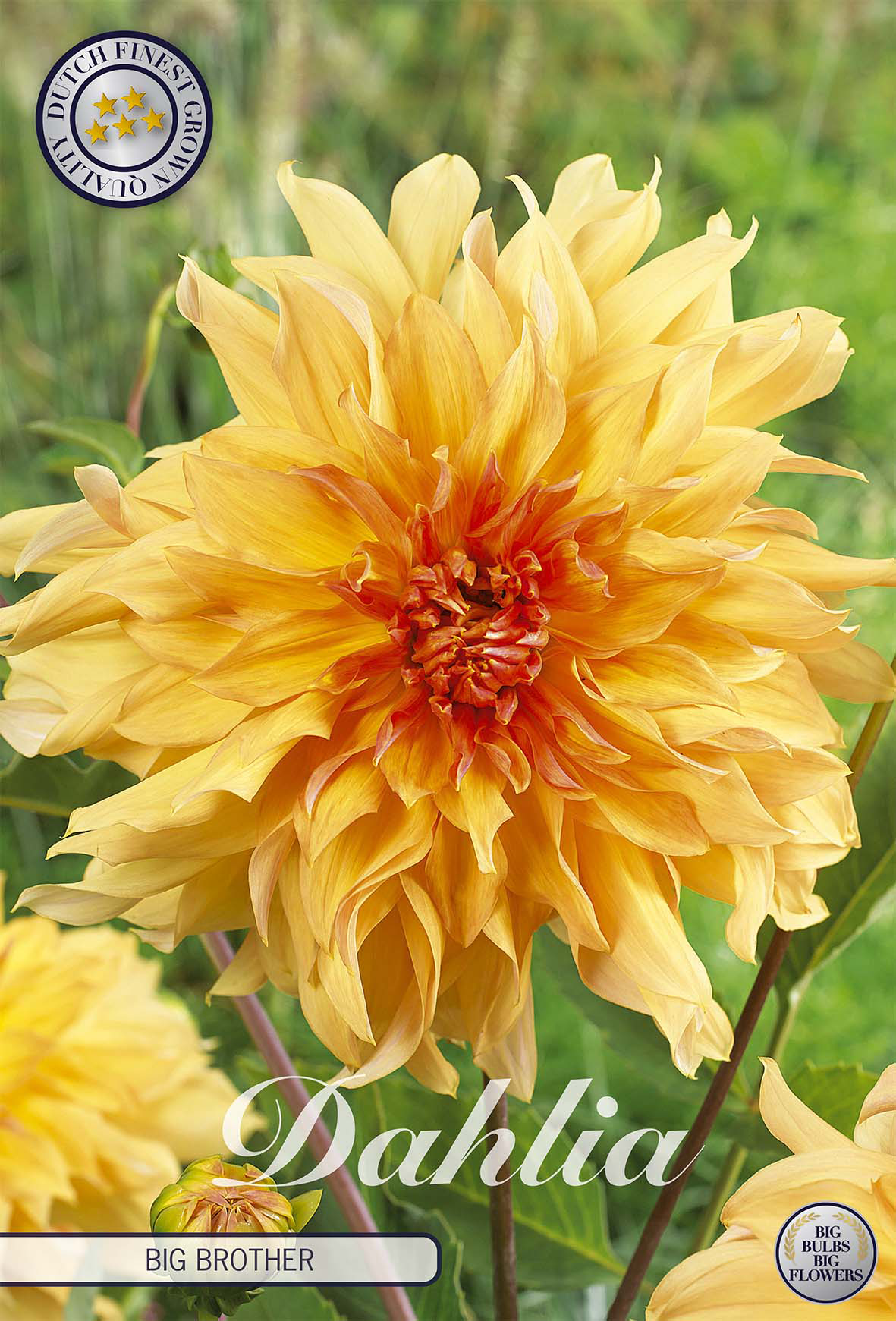 Dahlia Big Brother